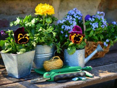 gardening pots and plants